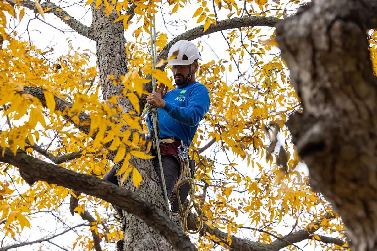 Skilled Tree Pruning crew working in Carney